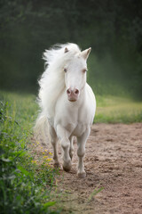Fototapeta premium White ponie with long mane