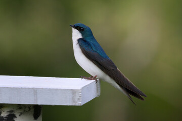 Male Tree Swallow Perched On Bird Box