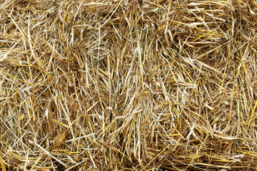 hay background. Texture hay closeup in color. Fodder for livestock and construction material. Dry straw macro shot. Background or Texture