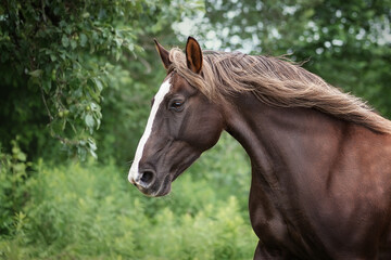 Obraz premium The horse is looking at me closely