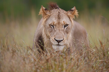 Portrait of a young male lion in the green season in the Kruger National Park in South Africa