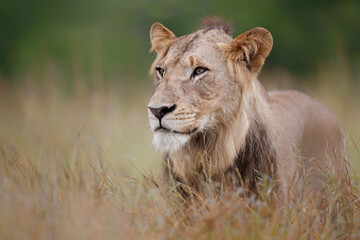 Portrait of a young male lion in the green season in the Kruger National Park in South Africa