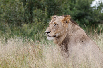 Portrait of a young male lion in the green season in the Kruger National Park in South Africa