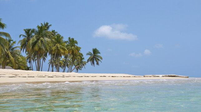 palm trees on the beach