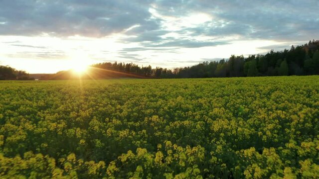 Evening sunset light over yellow rapse dandelions canola rapeseed field Sweden