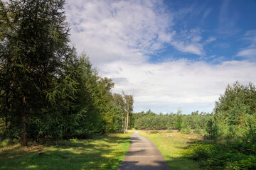 Fototapeta na wymiar Forest in De Dellen
