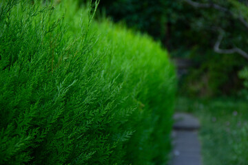 Green grass background texture. Element of design.