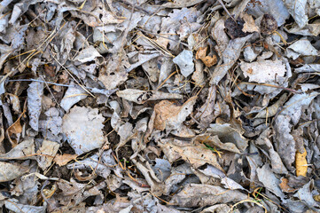 textured background of heap dry withered fallen autumn leaves of trees