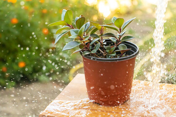 A beautiful plant in the shower, Water plant concept