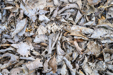 textured background of heap dry withered fallen autumn leaves of trees