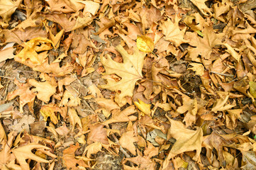 textured background of heap dry withered fallen autumn leaves of maple trees