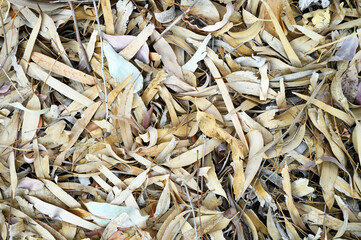 textured background of heap dry withered fallen autumn leaves of eucalyptus trees