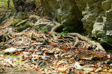 bare roots of trees growing in rocky cliffs between stones and water in autumn