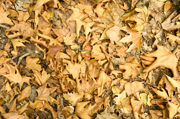 textured background of heap dry withered fallen autumn leaves of maple trees