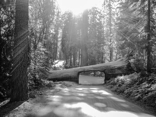 Tunnel Log Sequoia National Park - Black and White / Mono
