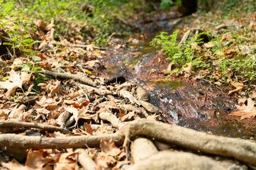 a stream running through the bare roots of trees in a rocky cliff and fallen autumn leaves