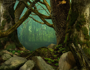 Mysterious forest, old thick mossy trees, crooked branches, stones, haze