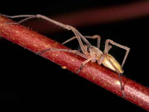 Agrarian Sac Spider of the species Cheiracanthium inclusum