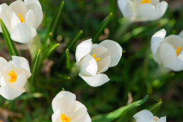 Beautiful wild white crocuses with yellow pistils