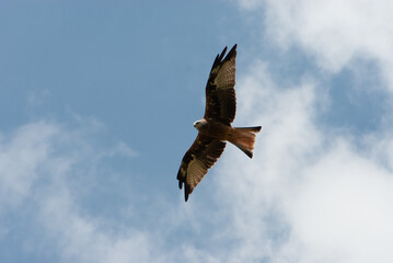 Proud mountain eagle soaring in the blue sky with white clouds and looking out for its prey