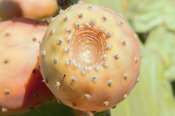 cactus fruit - prickly pear growing on a green leaf