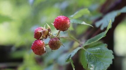 Red berries plant with green leaves.