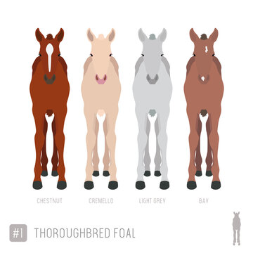 Set of Vector Thoroughbred Foals 