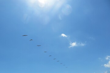 Pelican flock in blue sky on Florida beach