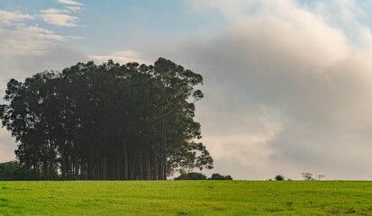 Obraz premium Dawn with fog in the fields of the Pampa biome in the State of Rio Grande do Sul Brazil