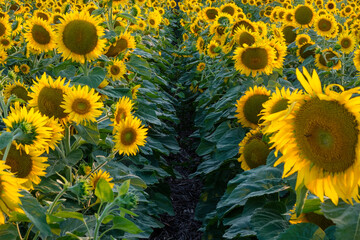 Fototapeta na wymiar Sunflower field with an open row in a middle