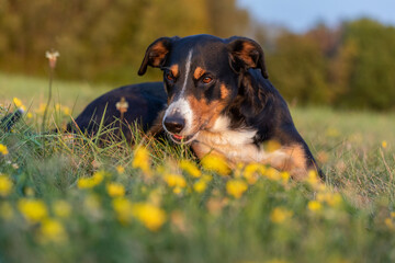 Portrait of appenzeller mountain Dog opened mouth surprised