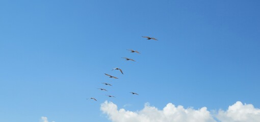 Pelicans flock flying in blue sky background on Florida beach