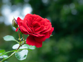 Rote Rosen