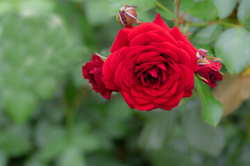 Rote Rosen