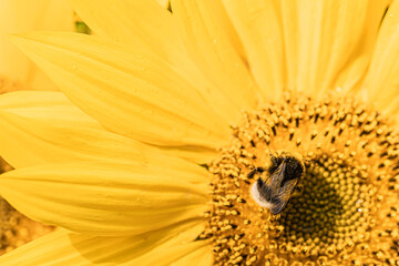 bumblebee on a sunflower flower, close-up