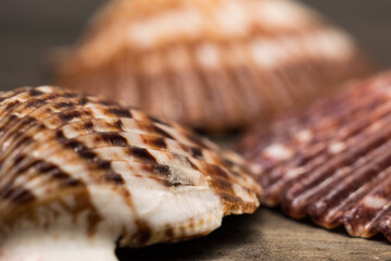 Three shells in macro with wooden background