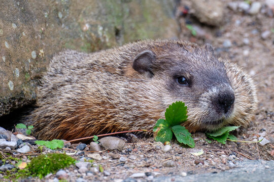 Close Portrait Of A Groundhog Getting Halfway Out Of His Burrow