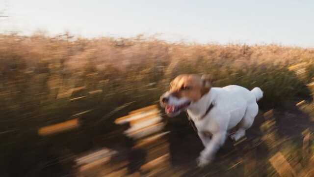 Dog Jack Russell Terrier runs across field with grass along country road for walk with his owner sticking out his tongue in summer in sun at sunset slow motion. Pet runs quickly in meadow next