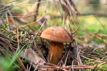A small boletus among pine needles in the forest.