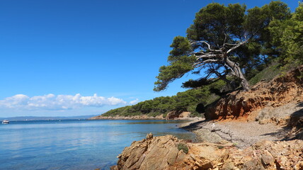 Fototapeta na wymiar Calanque de la Treille sur l’île de Porquerolles, au large de la ville d’Hyères, plage et eau bleu turquoise de la mer Méditerranée, avec un pin (France)