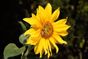 Young little sunflower flower on which a little bee walks and pollinates.