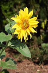A very young little flower of a sunflower with its stem.