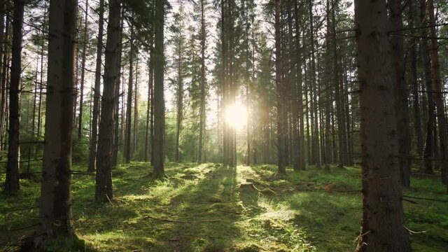 Swedish forest trees and evening sun fading through woods. Beautiful environment
