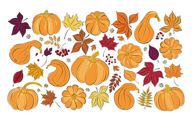 Vector autumn leaves and pumpkins set. Hand-drawn colored maple, birch, chestnut, rowan, ash. Sketch. Cartoon. Doodle style.