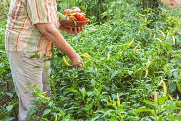 Fototapeta premium Elderly woman picks tomato from her garden. Organic gardening
