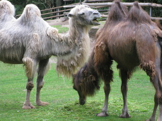 Zwei Kamele