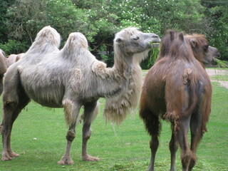 Kamele auf der Wiese