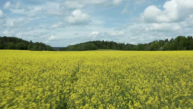 Canola rapeseed flowers large yellow agriculture field in bloom. Drone shot