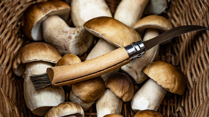 Mushroom background - Top view of many porcini mushrooms / Boletus edulis (king bolete) and mushroom knife in basket