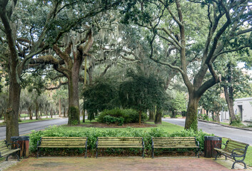 Row of Park Benches under a Canopy of Oak Trees and Spanish Moss